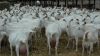 High Milking Saanen Goat