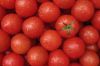 Sell Fresh tomato for sale