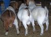 Sell pregnant boer goats for sale