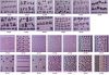 Sell 3D Nail Sticker (XF067--203)