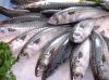 frozen fish food mackerel whole round supplier