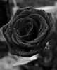 Black roses seeds sale