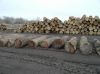 American Black Walnut Logs