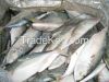 Frozen Mackerel Fish