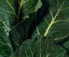 Sell collards 