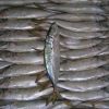 Frozen seafood horse mackerel fish sale