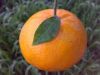 Mandarin/ Kinnow/ Orange/ Citrus