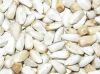 Sell White Sunflower Seed