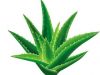 Aloe Juice Powder