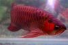 Sell Golden xback, Chili red arowana fishes and many other now ready