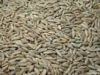 Rye Grains, Buckwheat Kasha, Spelt Grain, Barley