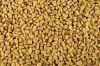 Fenugreek, Alfalfa Seeds, Mustard Seed, Linseed