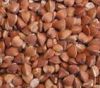 Buckwheat, Barley, Millet Cereal, Oats, Bulgar Wheat,