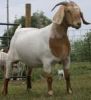 Boer goats, Live goats, Live sheep, Lamb, sheep meat