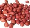 Raw Peanuts in Shell, red sorghum seeds