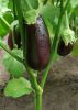 fresh eggplant