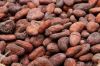 cocoa beans for sale