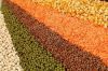 Red and Green lentils for sale