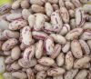 sugar beans for sale