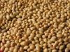 Soybeans for sale