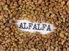 Alfalfa Seeds For sale