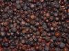 Sell juniper berries