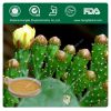Sell 100% Natural Cactus extract powder