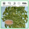 Sell Senna Leaf Plant Extract