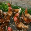 Sell hexagonal wire netting/chicken wire mesh