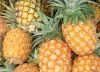 Fresh Pineapples