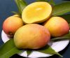 Sell Fresh Mangoes