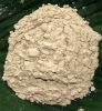 Kava Kava Root /Extract Powder
