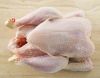 Sell Halal Grade A Whole Chicken