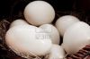 OSTRICH EGGS