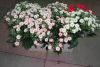 Sell Artificial Flower