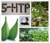 Sell 5-HTP Griffonia Seed Extract