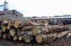 Sell White Oak logs