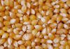 Organic Corn/Maize