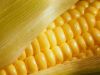 Feed corn
