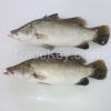 Frozen Barramundi /Asian seabass / Silver seaprch (Lates calcarifer)