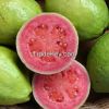 FRESH GUAVAS