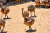 Ostrich chick & Hatching eggs