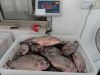 Sell frozen black tilapia(oreochromis niloticus) skype no.:ok_nicole01