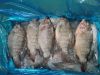 Sell frozen fresh tilapia whole round skype No.:ok_nicole01