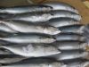Sell Cheap and best of Frozen Pacific Mackerel skype:ok_nicole01