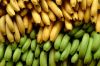 Sell Fresh Cavendish Banana