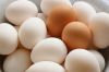 Sell Farm Fresh White and Brown Chicken Table Eggs