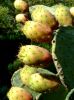 Sell Prickly pear oil