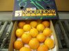 SELL SOUTH AFRICA FRESH ORANGES - LEMON