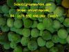 Sell FROZEN GREEN LEMON - LIME PREMIUM QUALITY - BEST PRICE